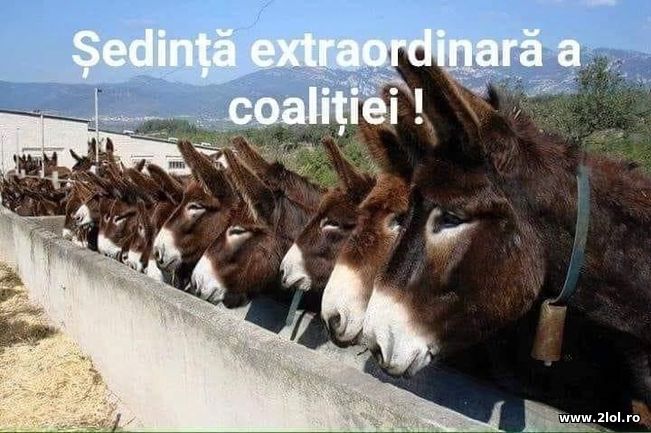 Sedinta extraordinara a coalitiei | poze haioase