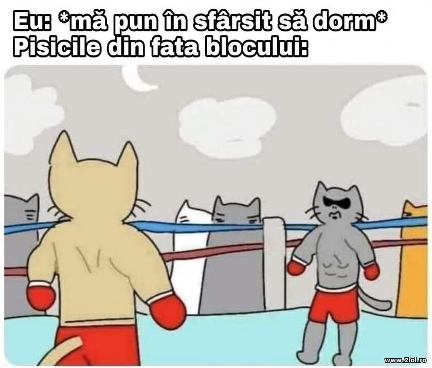 Ma pun sa dorm | poze haioase