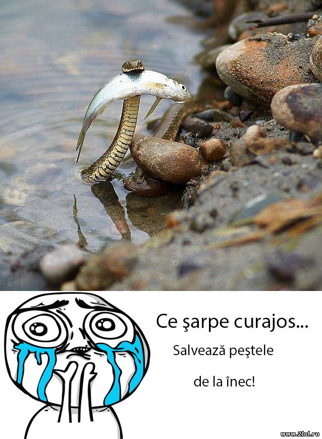 Cât de emoţionant, şarpele salvează un peşte | poze haioase