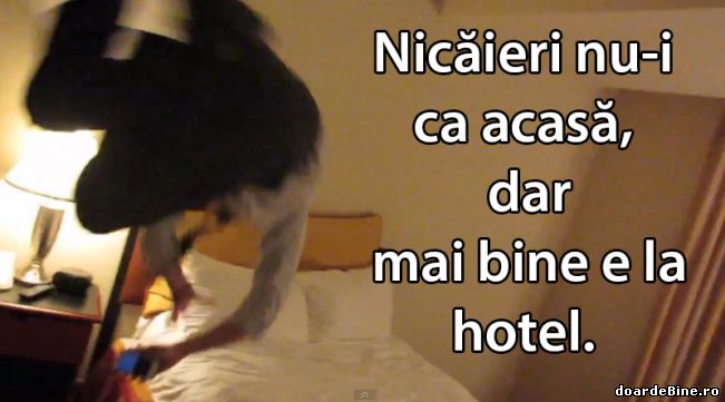 Nicăieri nu-i ca acasă, dar mai bine e la hotel | poze haioase