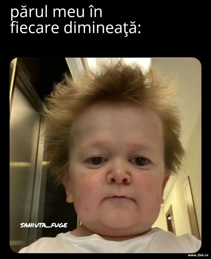 Parul meu in fiecare dimineata | poze haioase