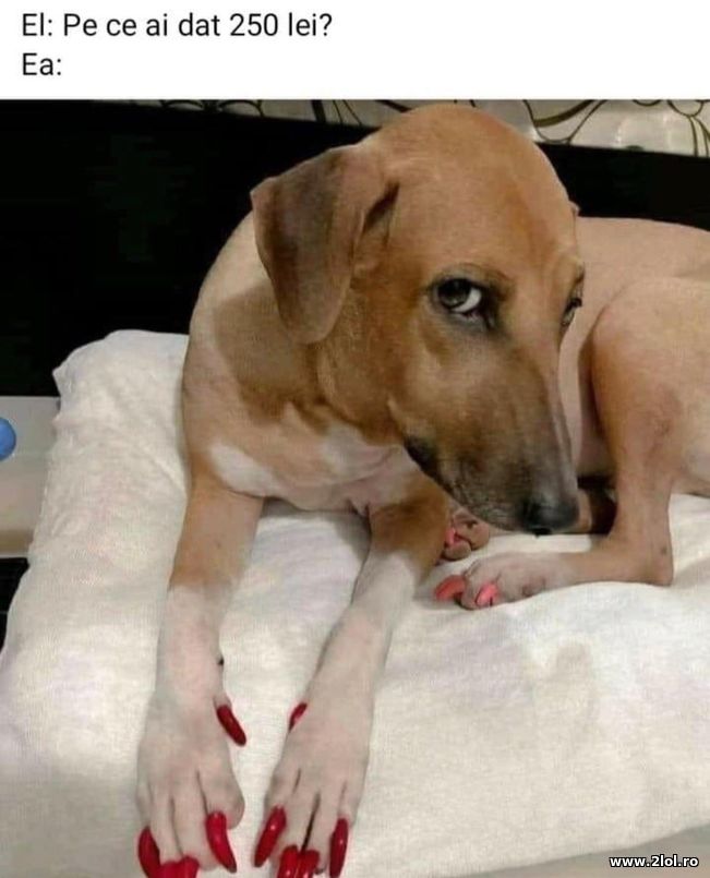 El: Pe ce ai dat 250 de lei? | poze haioase