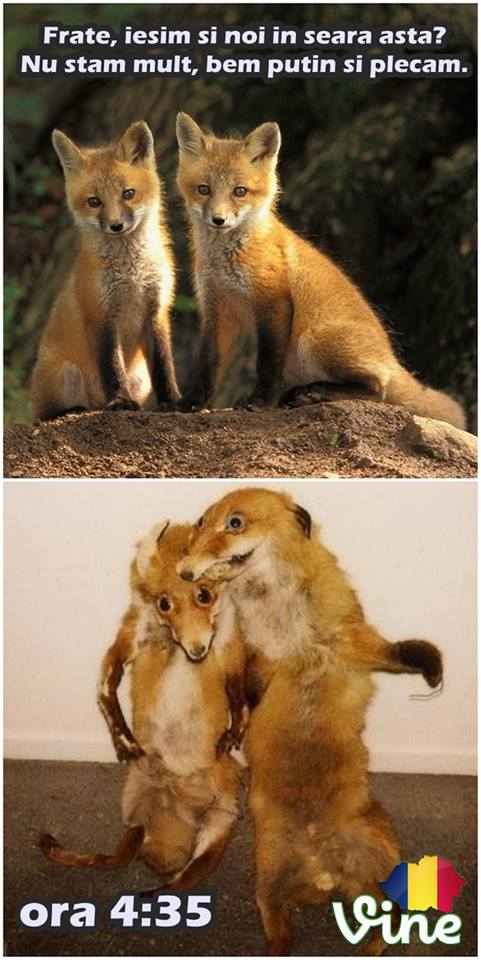 Bem puțin și plecăm | poze haioase