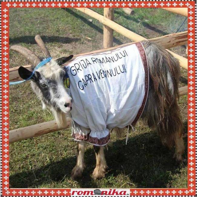 Grija românului | poze haioase