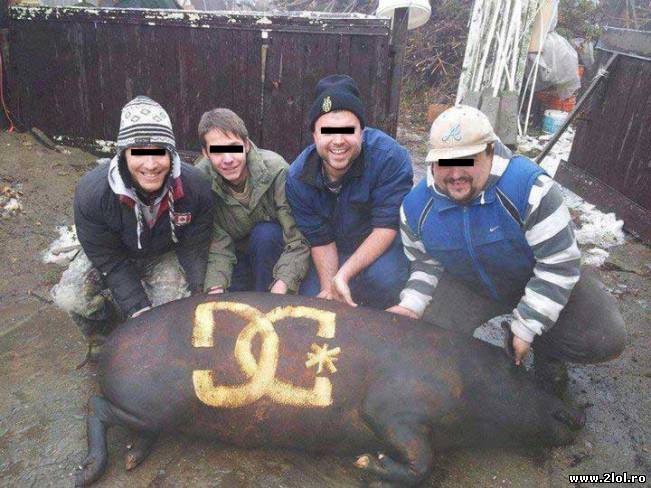 Porc de firmă | poze haioase
