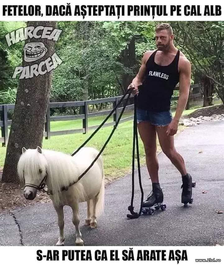 Printul pe cal alb | poze haioase