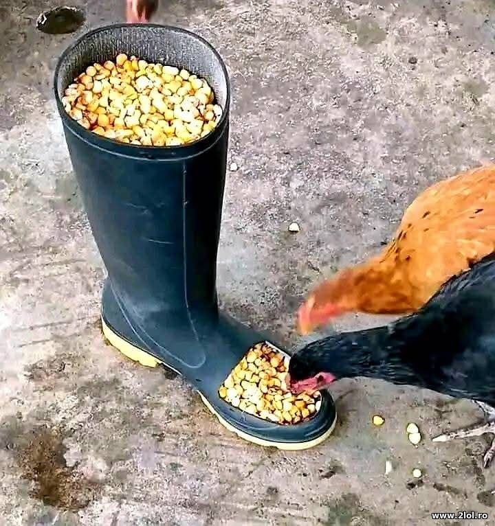 Tehnologie | poze haioase