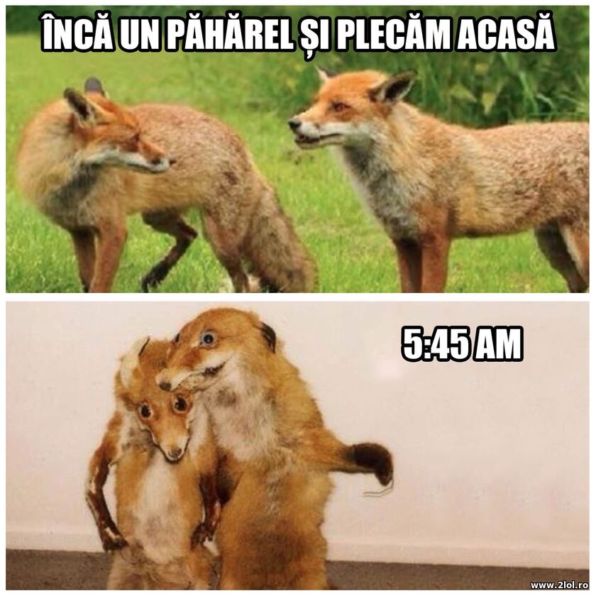 Inca un paharel | poze haioase