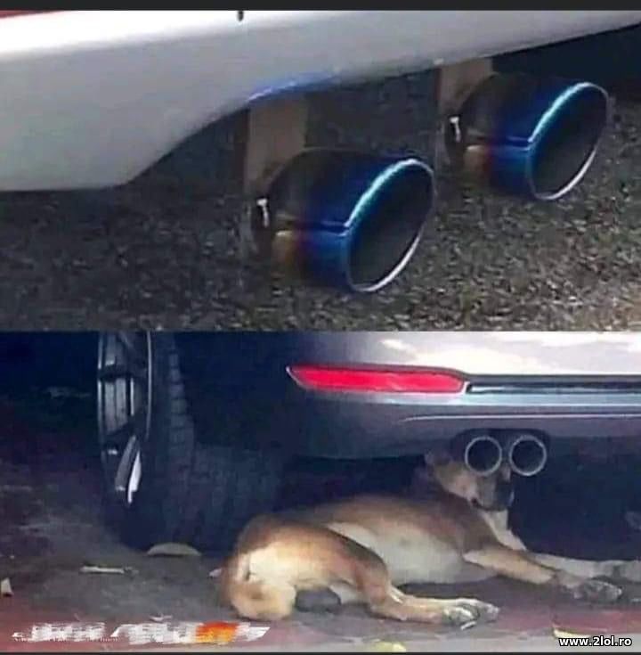 Cainele e cu ochii pe tine | poze haioase