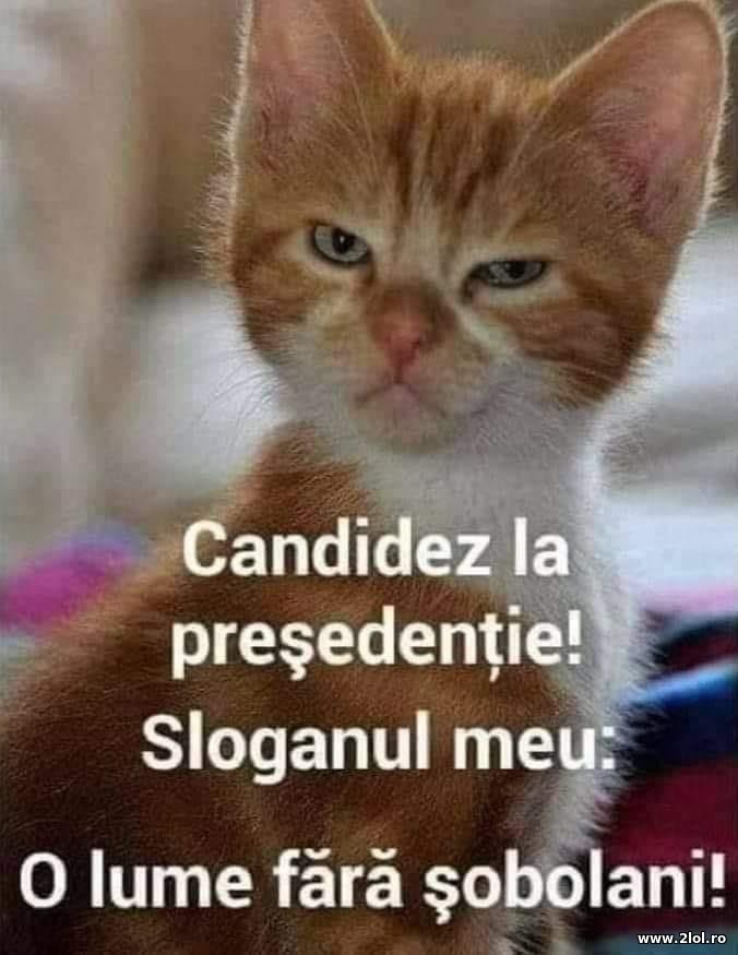 O lume fara sobolani! | poze haioase