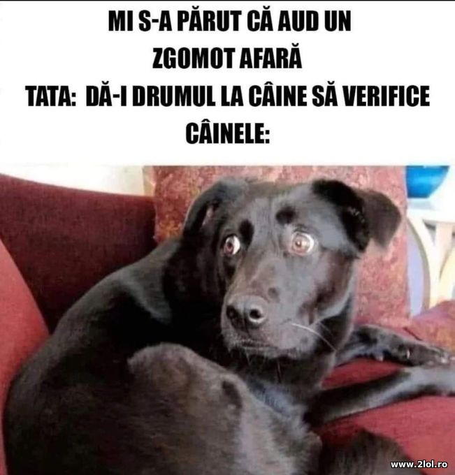 Mi s-a parut ca aud un zgomot afara | poze haioase