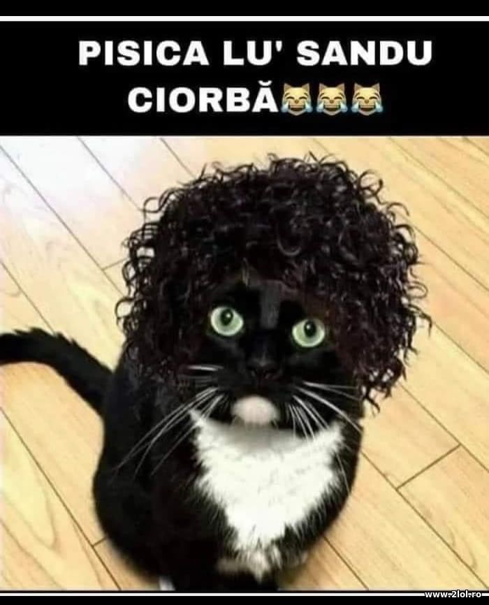 Pisica lui Sandu Ciorba | poze haioase