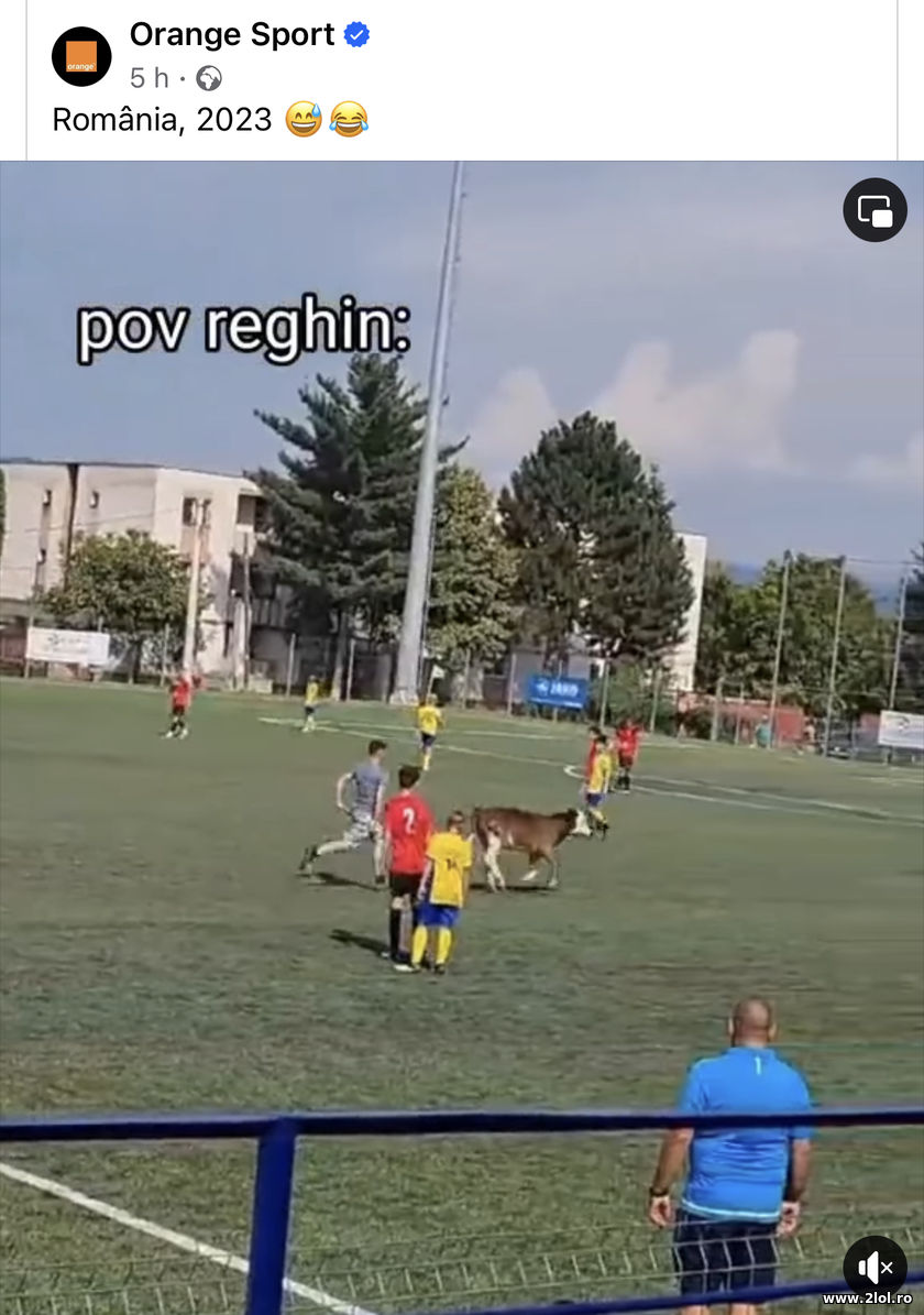 Cand vaca intrerupe meciul de fotbal | poze haioase