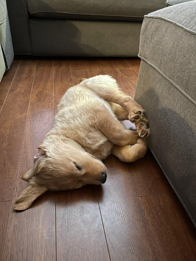 Caine dragalas si somnoros | poze haioase