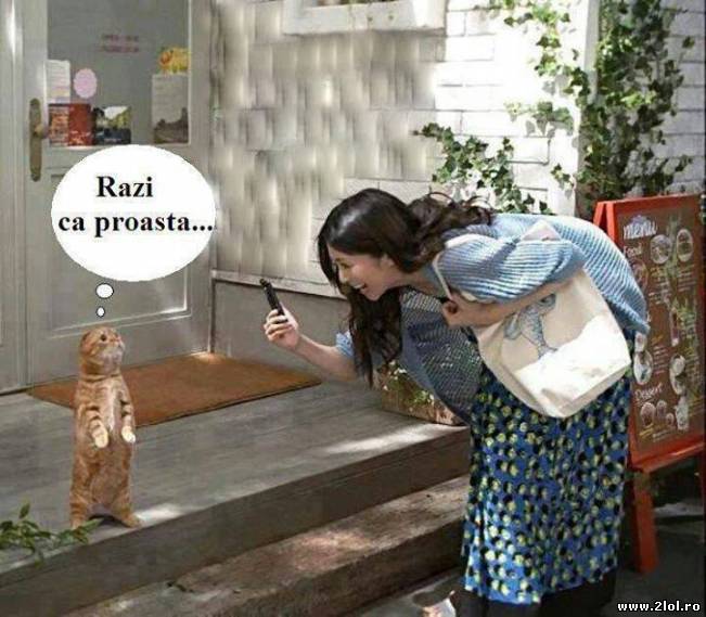 Ce gândeste o pisica atunci când îi faci poze | poze haioase