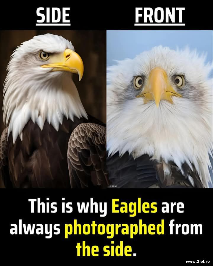 Why eagles are photographed from the side | poze haioase