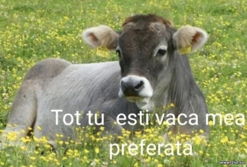 Tu esti vaca mea preferata | poze haioase