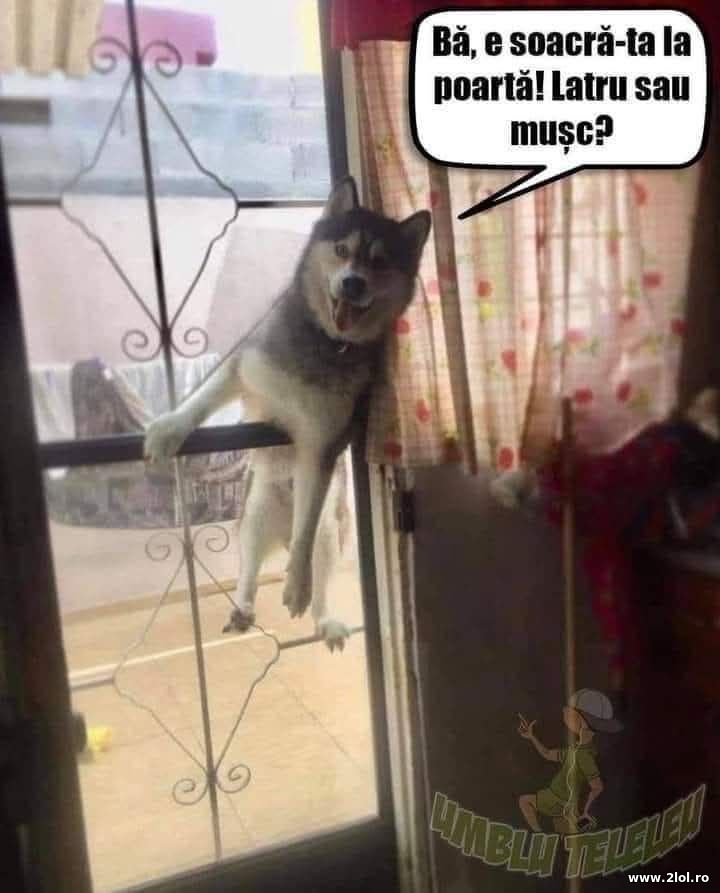 E soacra-ta la poarta | poze haioase