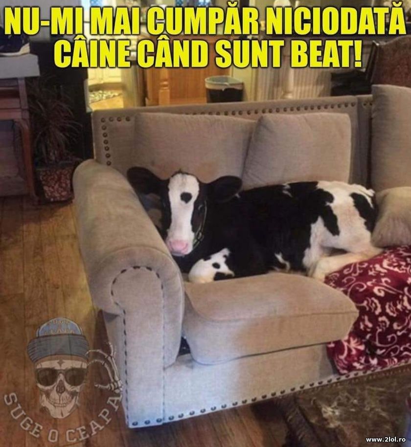 Nu-mi mai cumpar niciodata caine cand sunt beat | poze haioase