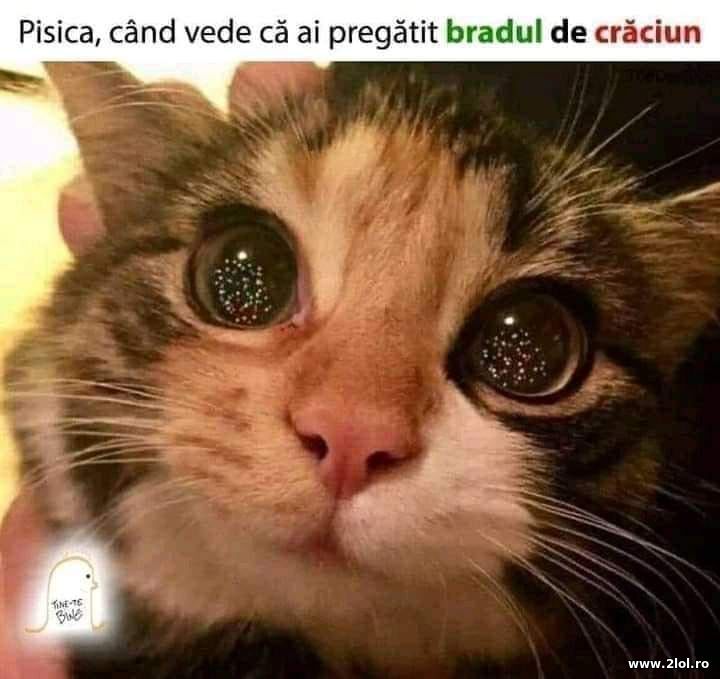 Pisica, cand vede ca ai pregati bradul de Craciun | poze haioase
