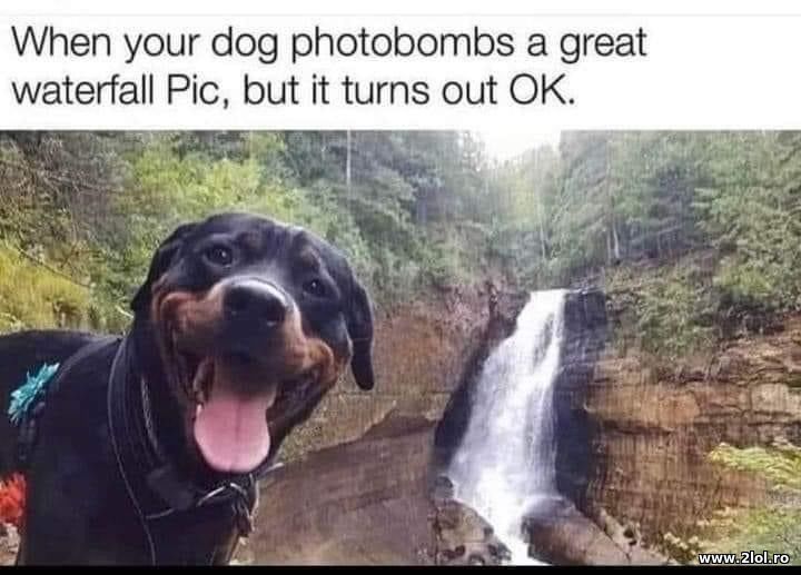 When your dog photobombs a great | poze haioase