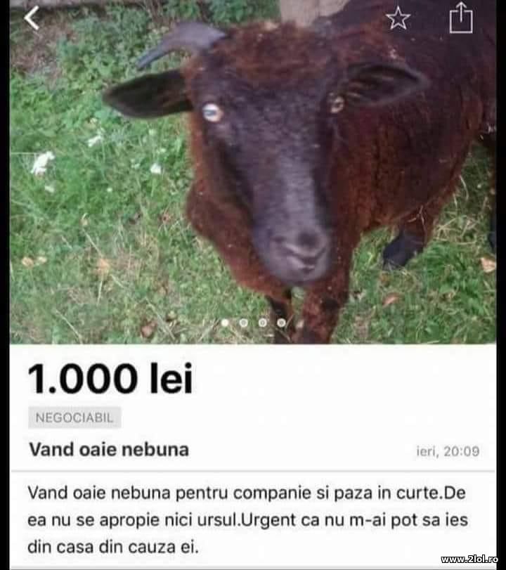 Vand oaie nebuna | poze haioase