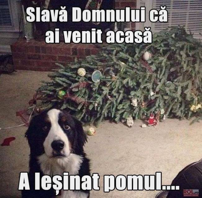 Săracul câine, n-a știut ce să-i facă | poze haioase