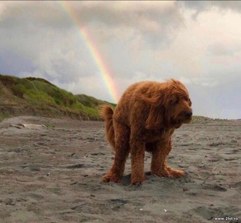 Cainele si curcubeul | poze haioase