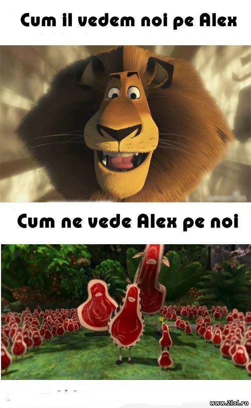 Noi, în ochii leului Alex | poze haioase