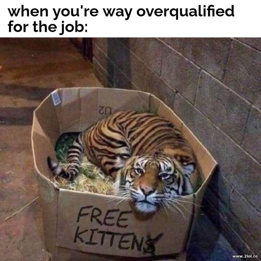 When you're overqualified for the job | poze haioase