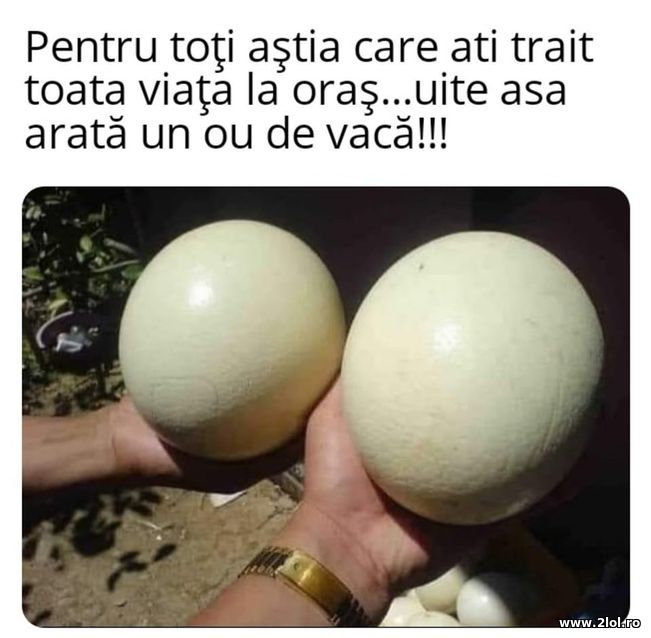 Ou de vaca | poze haioase