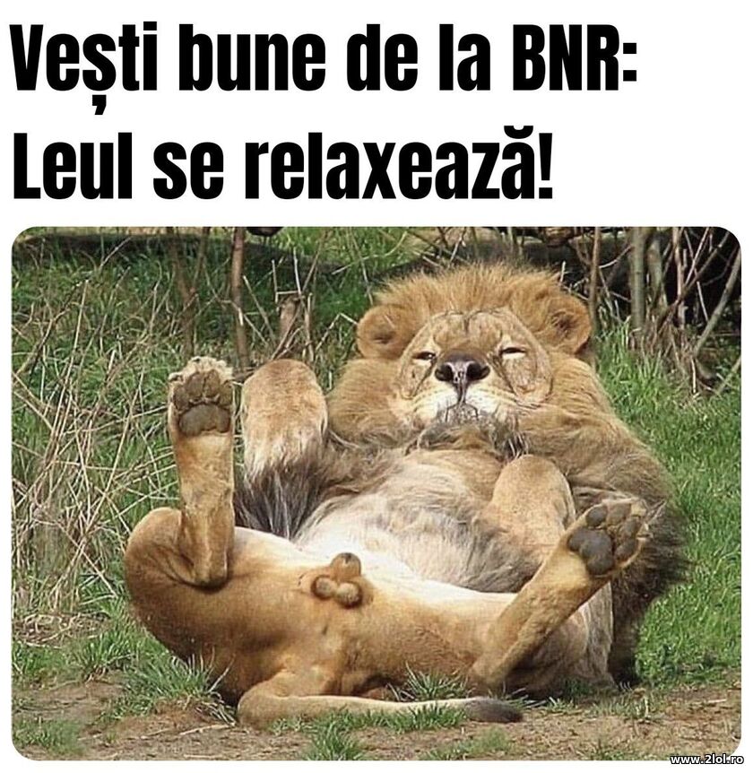 Leul se relaxeaza | poze haioase