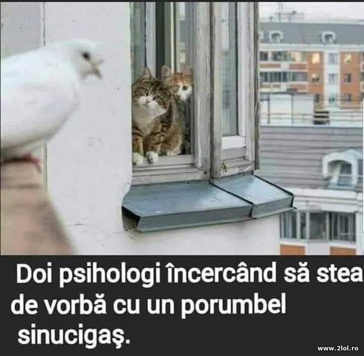 Doi psihologi | poze haioase