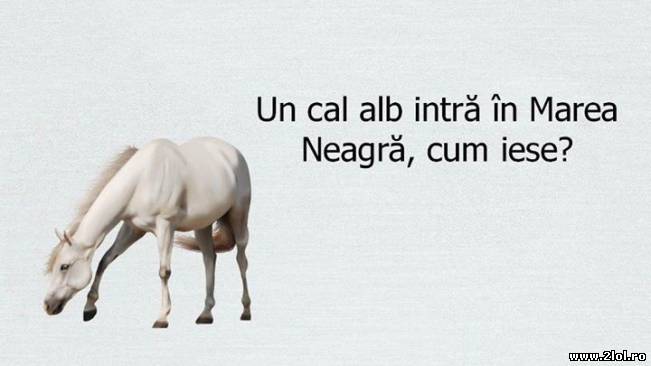 Un cal alb intră în Marea Neagră, cum iese? | poze haioase