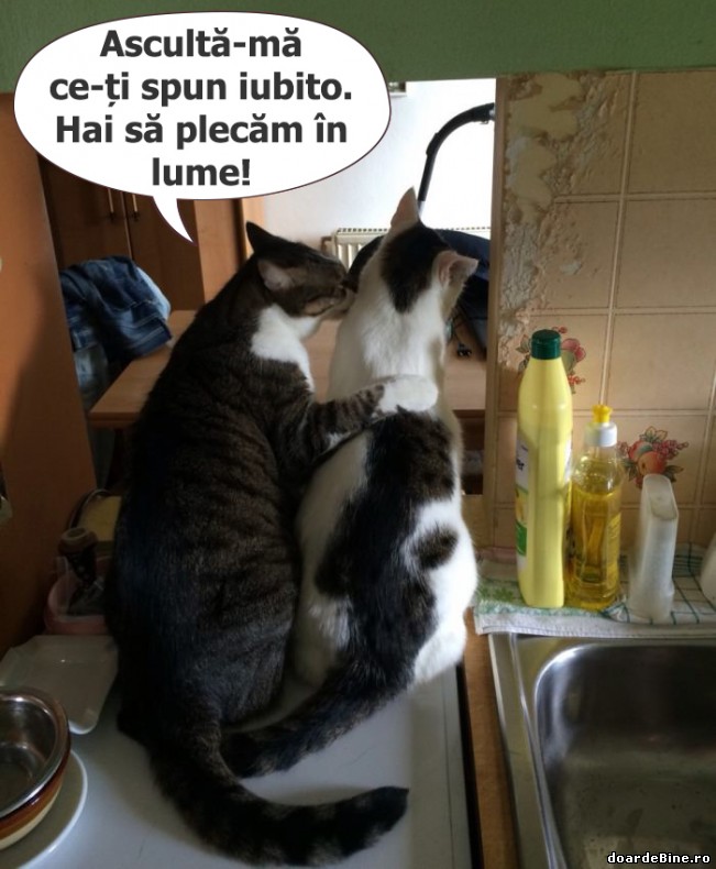 Și pisicile au planuri | poze haioase