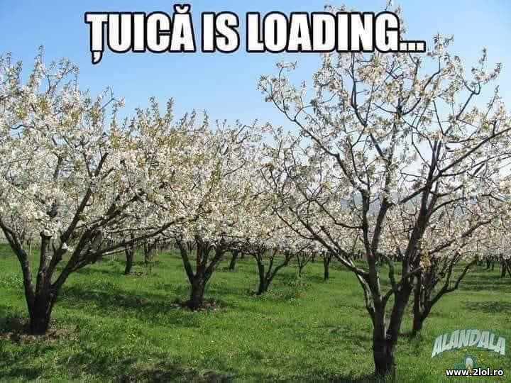 Tuica is loading | poze haioase