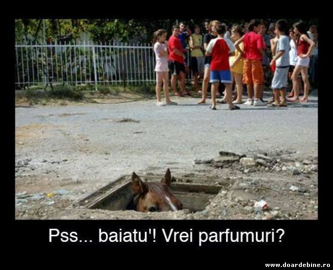 Bișnițarii ar fii gen | poze haioase