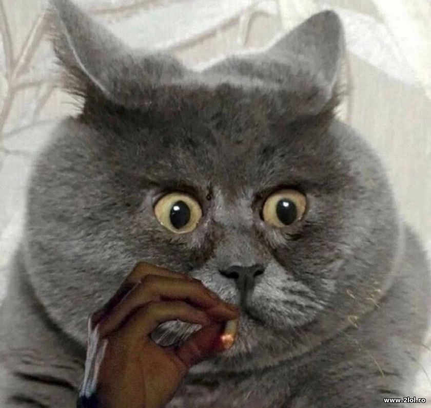Cat smoking | poze haioase