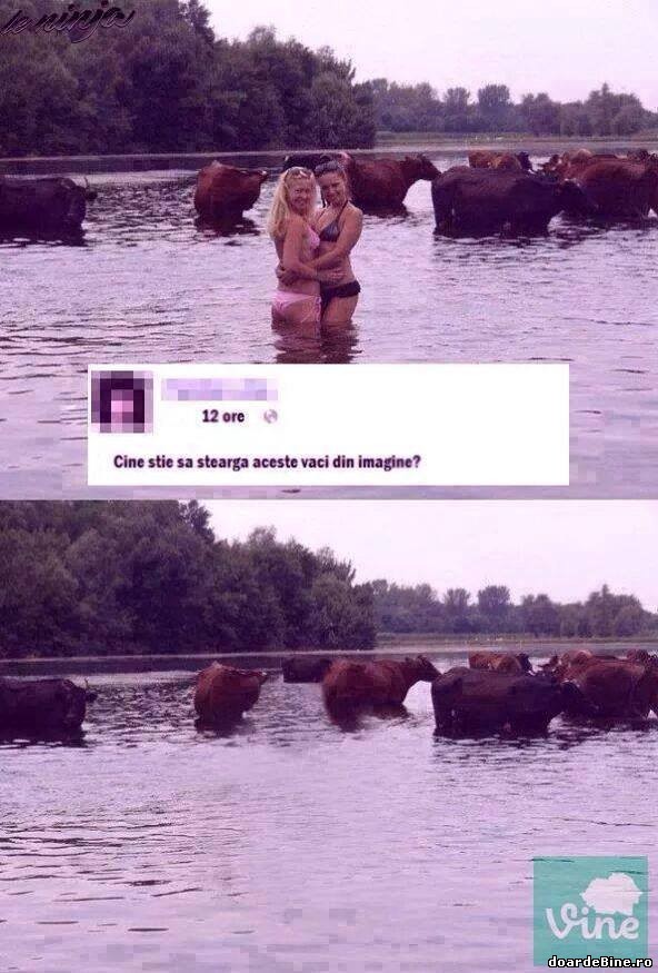 Cine stie să șteargă aceste vaci din imagine? | poze haioase