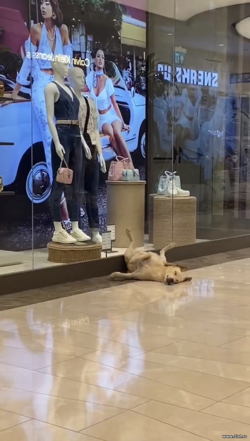 Cand esti cu nevasta la cumparaturi | poze haioase