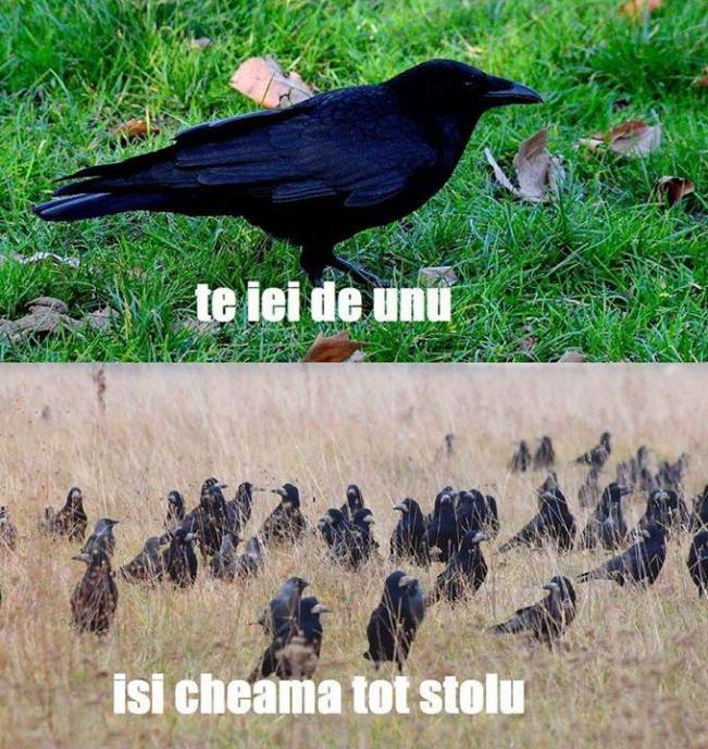 Când te iei de o cioară | poze haioase