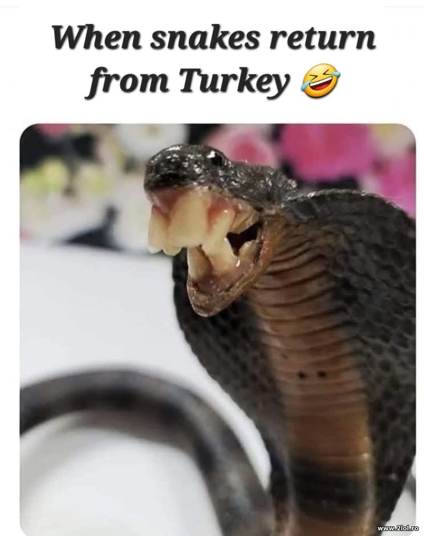 When snakes return from Turkey | poze haioase