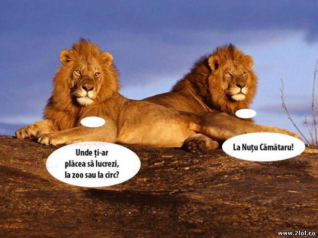 Unde ţi-ar plăcea să lucrezi? | poze haioase