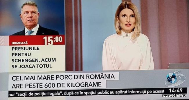 Cel mai mare porc din Romania | poze haioase