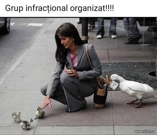 Grup infractional organizat | poze haioase