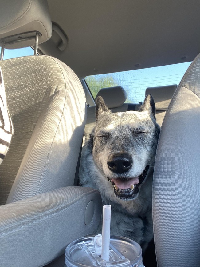 Caine fericit | poze haioase