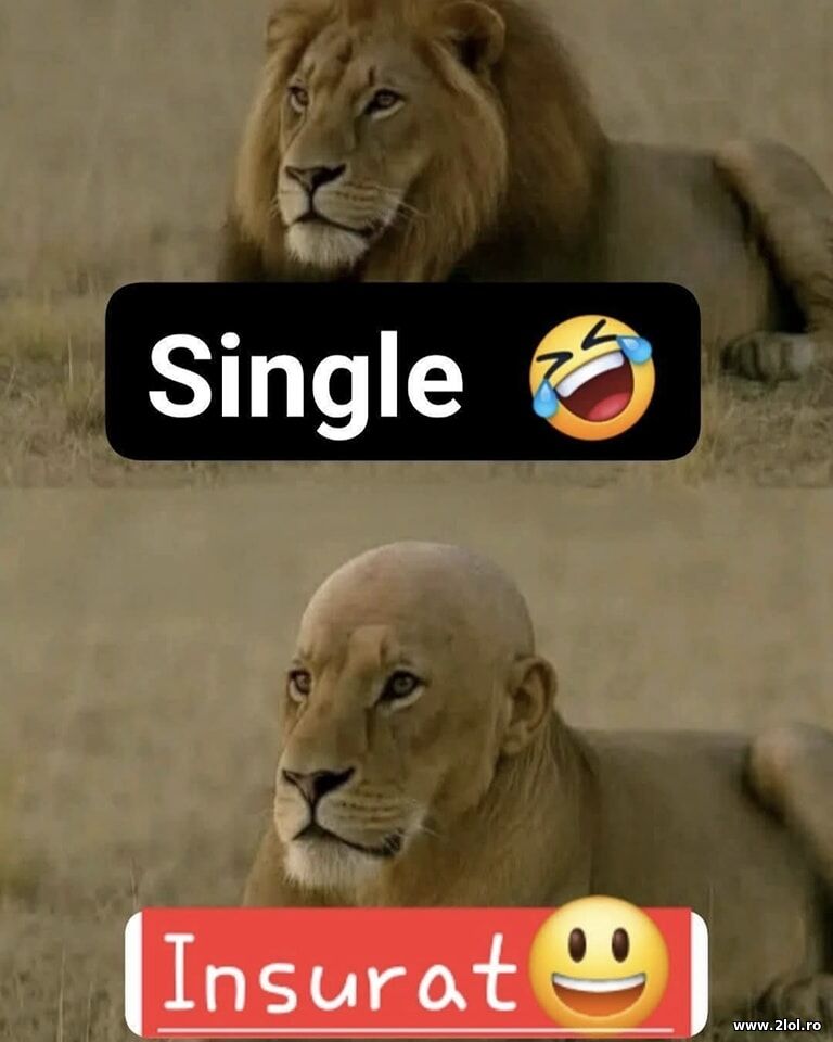 Single si insurat | poze haioase
