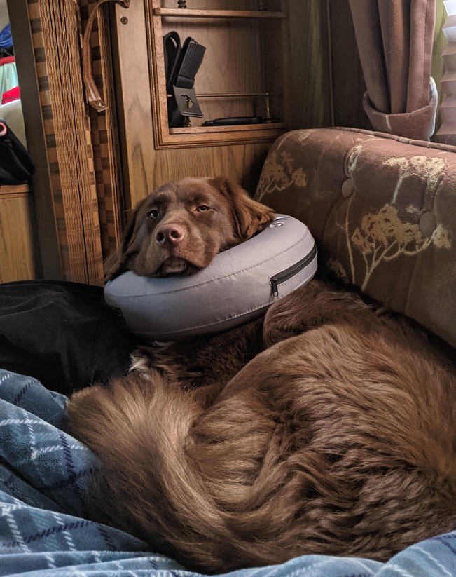 Perinuta pentru caine. Like a boss | poze haioase