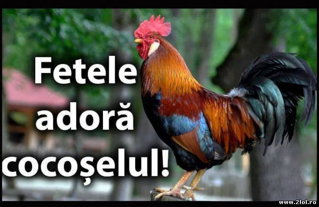 Fetele adoră cocoșelul | poze haioase