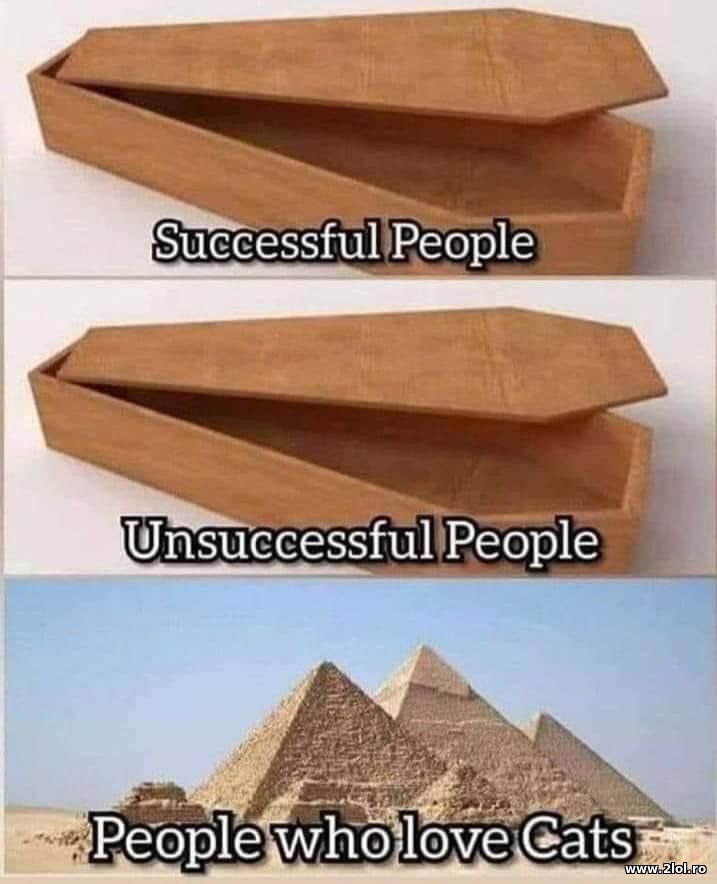 Successful, unsuccessful and people who love cats | poze haioase